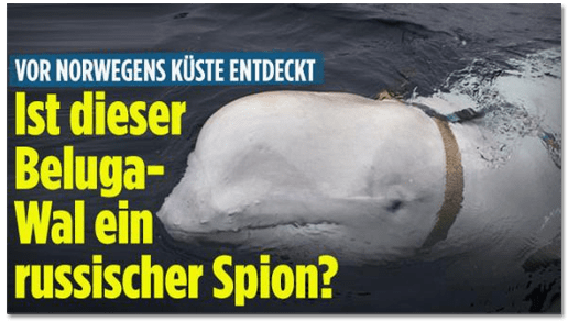 Screenshot Bild.de - Vor Norwegens Küste entdeckt - Ist dieser Beluga Wal ein russischer Spion?
